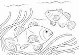 Clownfish Coloring4free sketch template