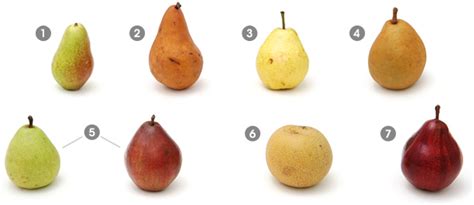 a visual guide to pears