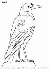 Magpie Drawing Draw Australian Step Birds Necessary Improvements Finish Make sketch template