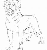 Rottweiler Drawing Coloring Pages Getdrawings sketch template