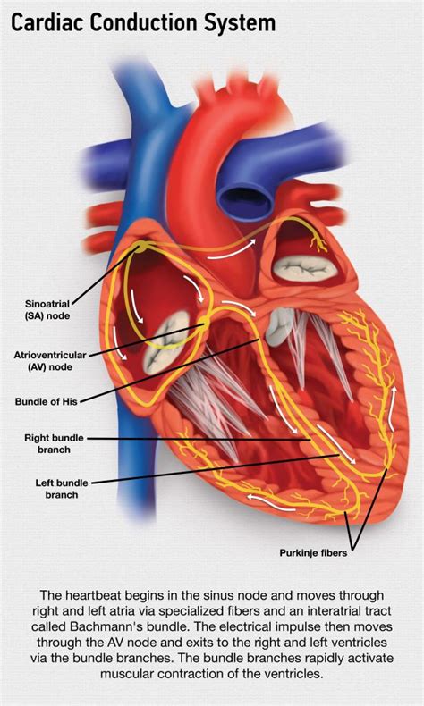 the electrical impulse of the heart normally begins at the