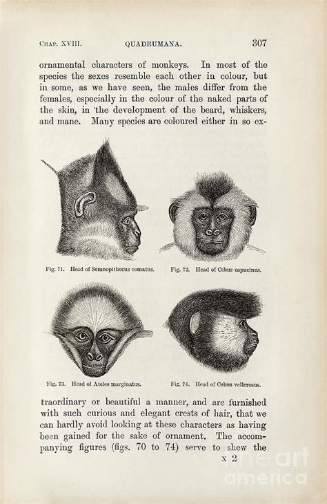 darwin on sexual selection in primates photograph by