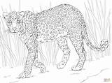 Leopard Coloring African Pages Animals Colouring Printable Animal Safari Clouded Color Print Clipart Drawings Kids Sheet Collection Caracal Library Trees sketch template
