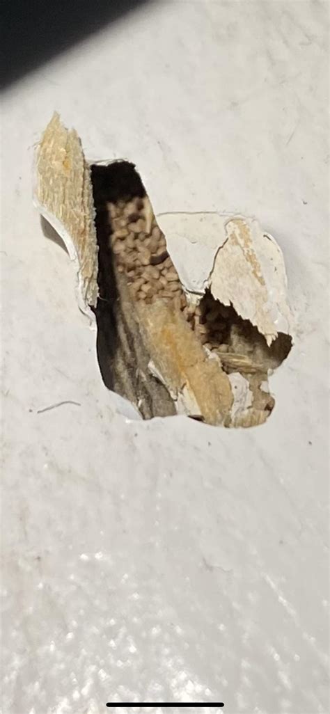 termites  termite eggs     rtermites