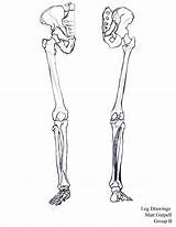Bones Drawing Bone Human Hand Leg Finally Done Life Getdrawings Matt Portfolio sketch template
