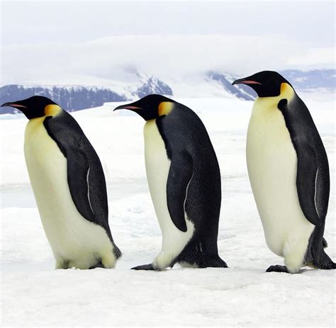 biologie pinguine kennen nur zwei geschmacksrichtungen welt