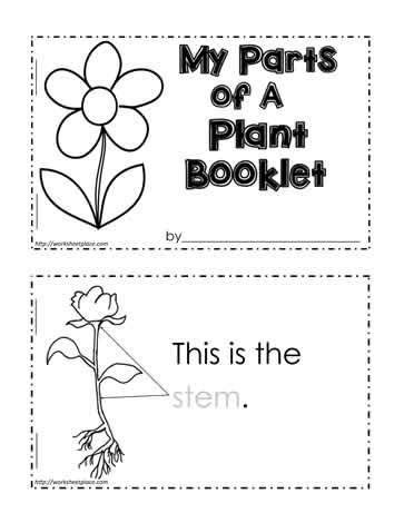 parts   plant worksheet plants worksheets kindergarten science