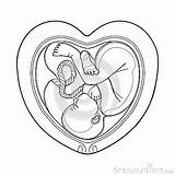 Womb Coloring Fetus Inside Graphic Heart Vector Illustration Drawn Shaped Colors Line Style Stock Book Designlooter 99kb 400px Drawings sketch template