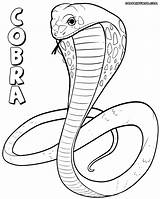 Cobra Coloring Pages Print sketch template