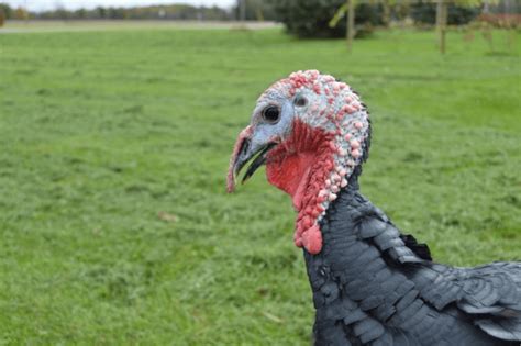 Breed Spotlight Raising Heritage Turkeys Meyer Hatchery