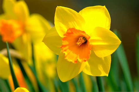 daffodil flower meaning spiritual symbolism