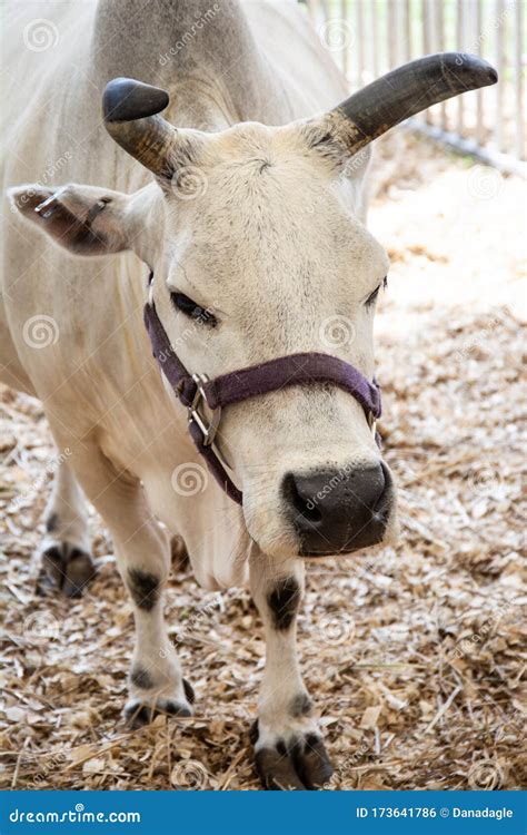 white oxen close  head shot  black nose  horns stock photo