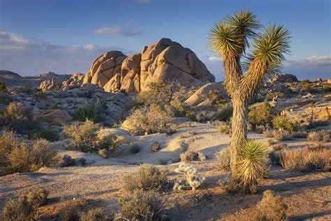 plan  perfect trip  joshua tree national park