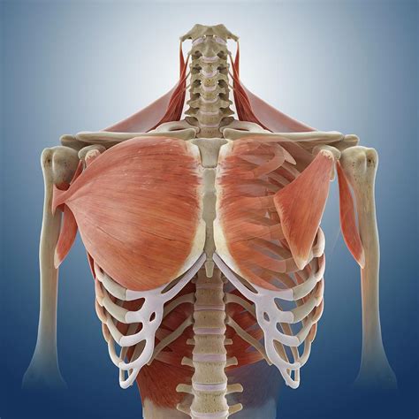 chest muscles photograph  springer medizinscience photo library pixels