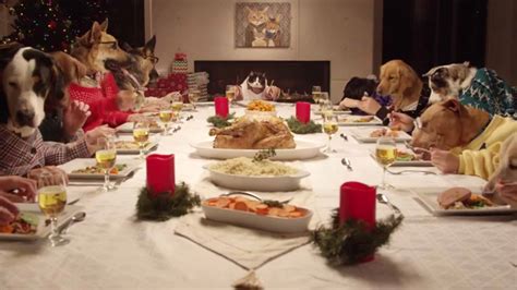 hilarious holiday feast  dogs   cat