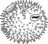 Puffer Porcupine Spine Poisonous Kidsplaycolor sketch template