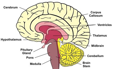 human brain illustrations medicalndx