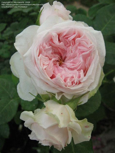 full size picture  english rose austin rose claire rose rose english roses austin rose