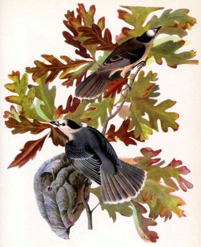 audubon canada jay 15x22 hand numbered ltd edition bird art print ebay