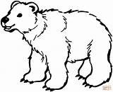 Bear Coloring Pages Color Printable Simple sketch template