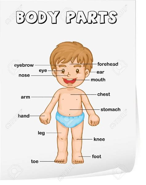human body parts poster  kids anatomy lesson kindergarten worksheet