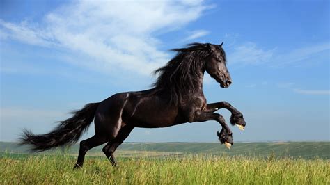 black horse running hd wallpaper     hdwallpapersnet