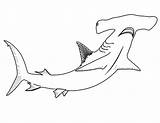 Hammerhead Sharks Blanca Martillo Tiburon Syd Escueladeblanca Skull Pez Lafarga Navegando Coloringhome sketch template