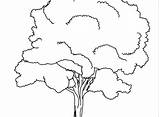 Coloring Tree Roots Pages Getcolorings Color Getdrawings sketch template