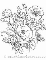 Flori Colorat Desene Planse Plante sketch template
