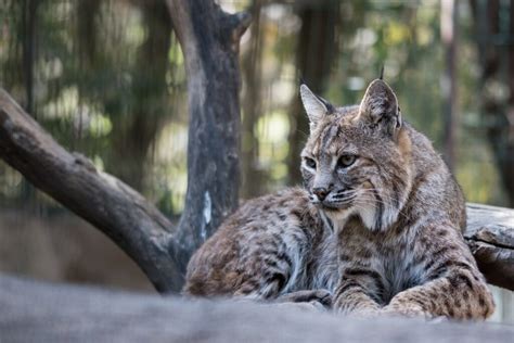 hoop voor de iberische lynx escapada