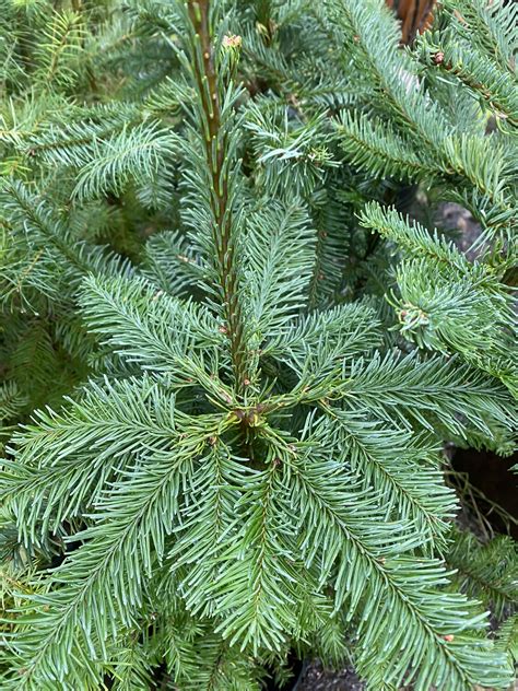abies procera noble fir plantas nativa llc  store nw