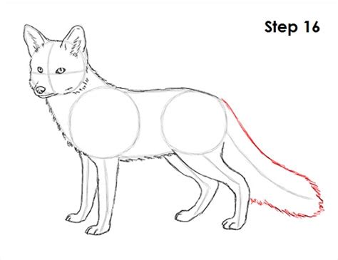 draw  fox red fox video step  step pictures