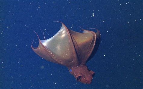 creepy deep ocean vampire squids  unusually long lives business