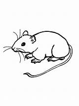 Ratos Ratinho Alimentar Variado Eles Bastante Considerados Hábito Onívoros sketch template