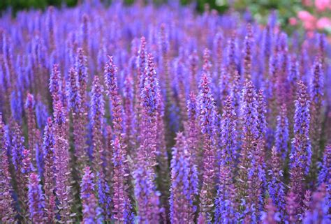 clary sage benefits   hysses