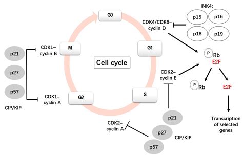 ijms  full text p  cell cycle  alzheimers disease