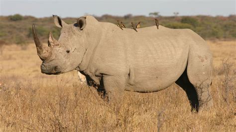 khama rhino sanctuary drive botswana