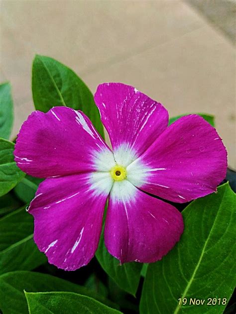 purple vinca