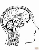 Cerebro Humano Cervello Neuroanatomia Gehirn Cerebros Supercoloring Ausmalbild Stilizzato Humanos Umano Menschliche Organo Stampare Impressionante Anatomie Head Getcolorings Imagui Categorías sketch template