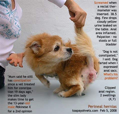 Canine perianal hernia surgery