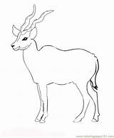 Antelope Coloring Getcolorings sketch template