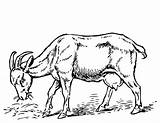 Goat 2449 Cabra Chèvre Coloriage Imprimer sketch template