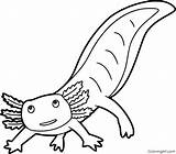 Axolotl Coloringall sketch template