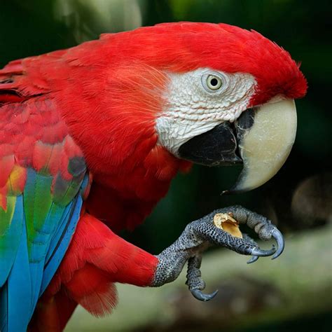 amazing  fun facts  macaws animal encyclopedia