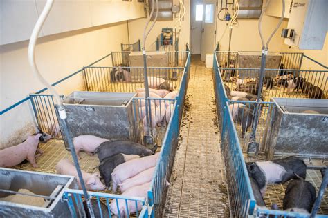 swine housing  hog care  arts  scientific
