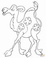 Coloring Camel Pages Baby Printable Animals Funny Camels Cub Caravan Library Clipart Cartoon Popular sketch template