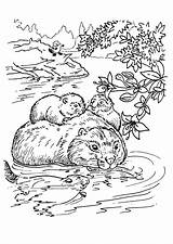 Beaver Coloring Pages Coloring2print sketch template