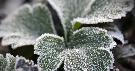 winterharde bodembedekkers covergreen