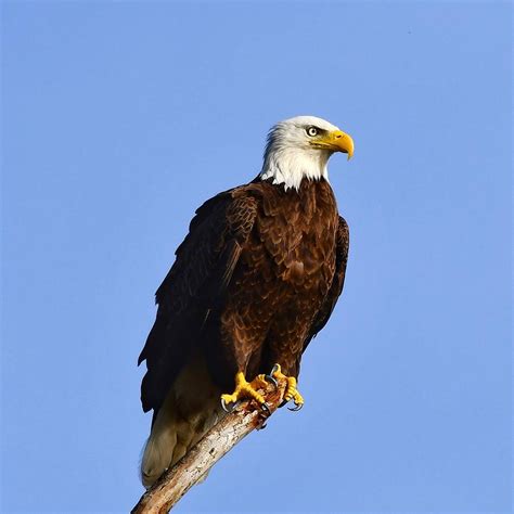 bald eagle talons photograph  ken lawrence pixels