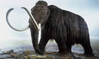 neanderthals cleared  driving mammoths  cliff  mass slaughter